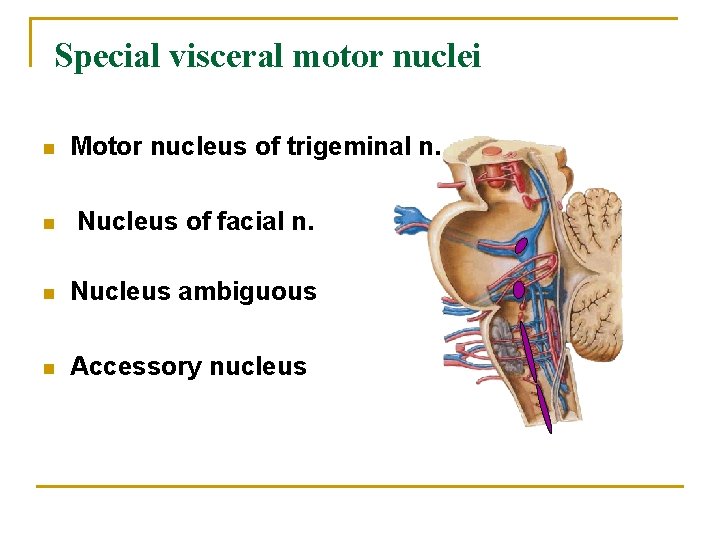 Special visceral motor nuclei n Motor nucleus of trigeminal n. n Nucleus of facial