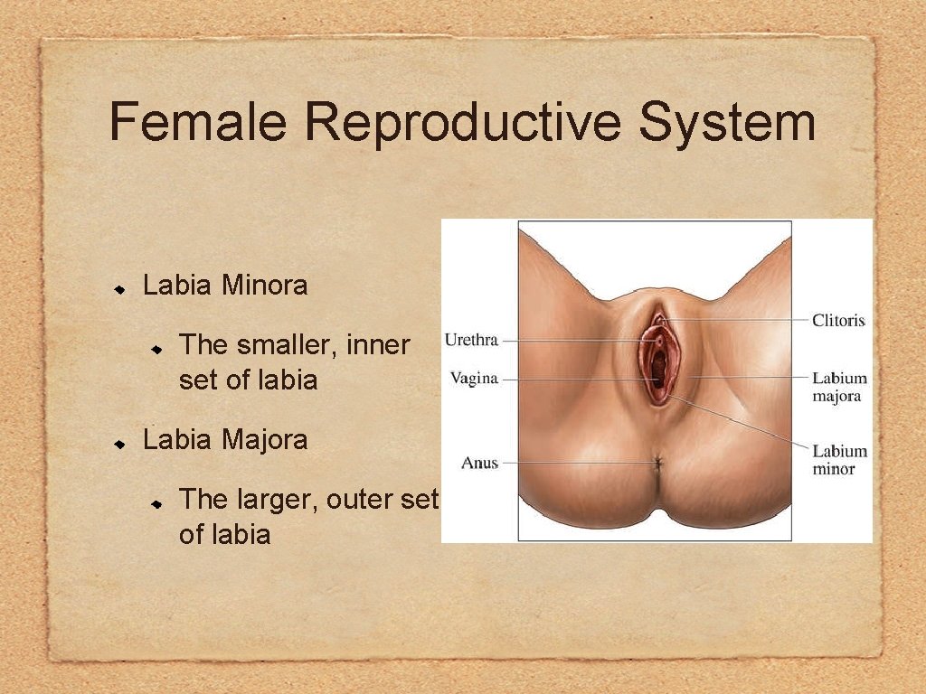 Female Reproductive System Labia Minora The smaller, inner set of labia Labia Majora The