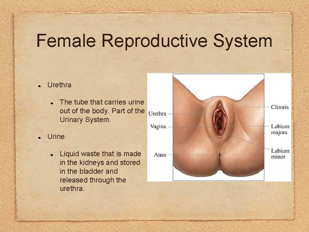 Female Reproductive System Urethra The tube that carries urine out of the body. Part