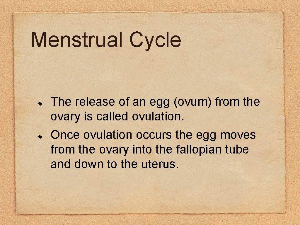 Menstrual Cycle The release of an egg (ovum) from the ovary is called ovulation.