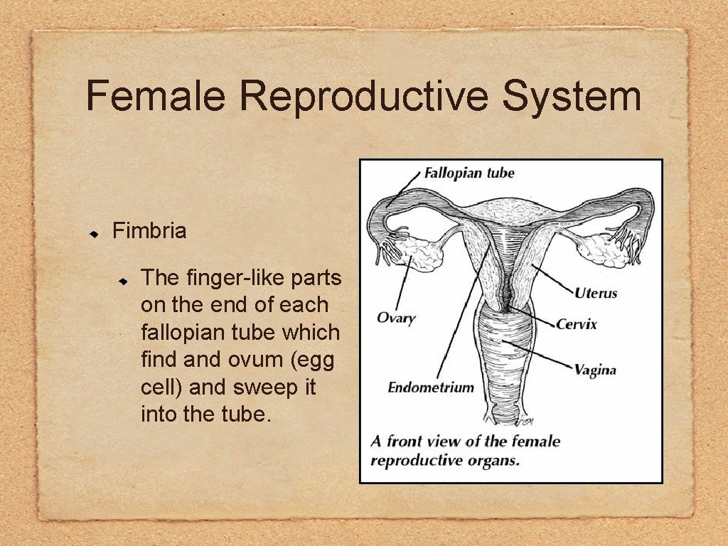 Female Reproductive System Fimbria The finger-like parts on the end of each fallopian tube
