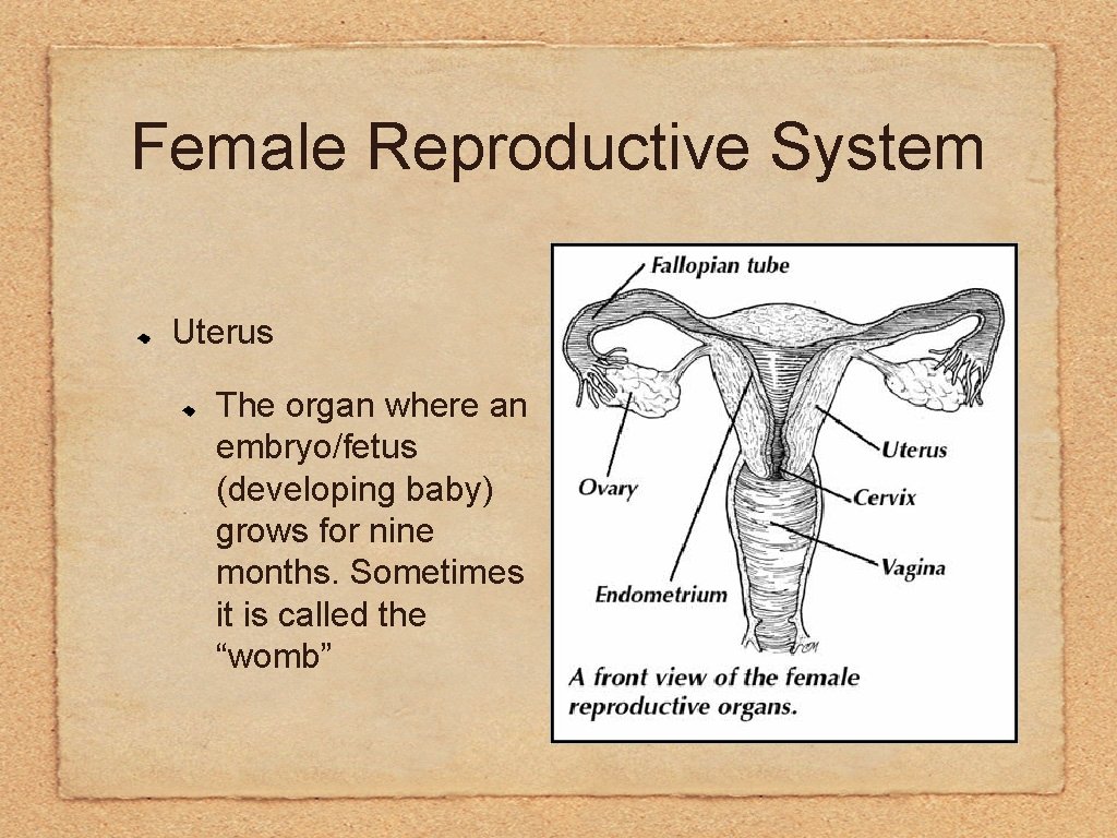 Female Reproductive System Uterus The organ where an embryo/fetus (developing baby) grows for nine