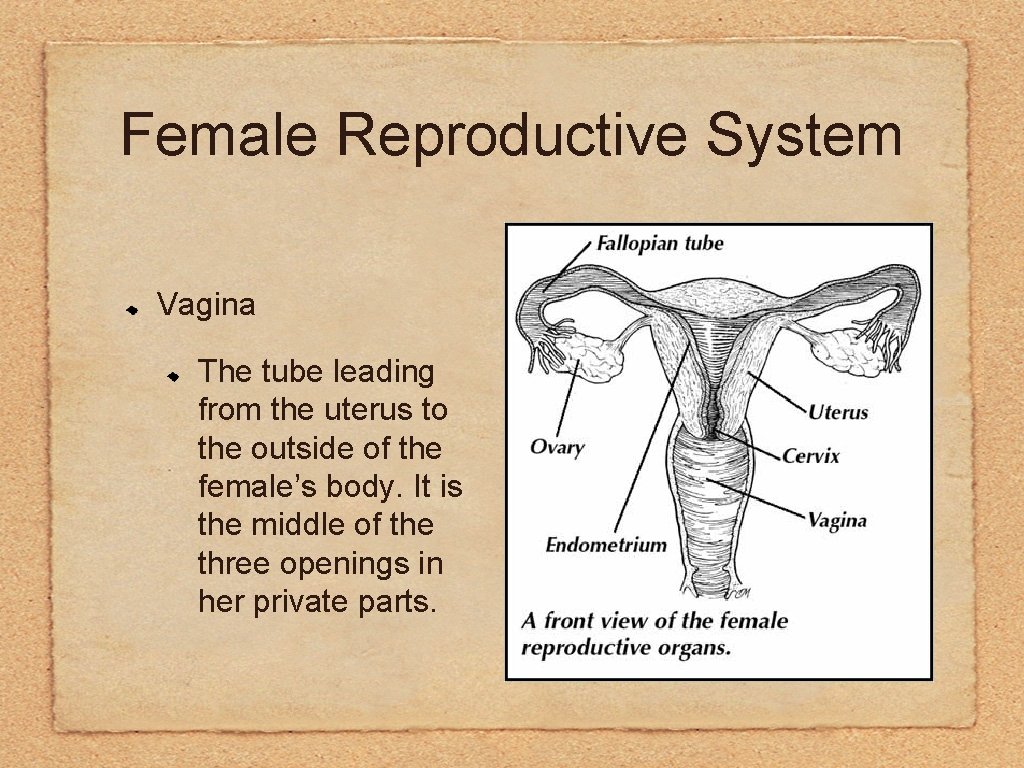 Female Reproductive System Vagina The tube leading from the uterus to the outside of