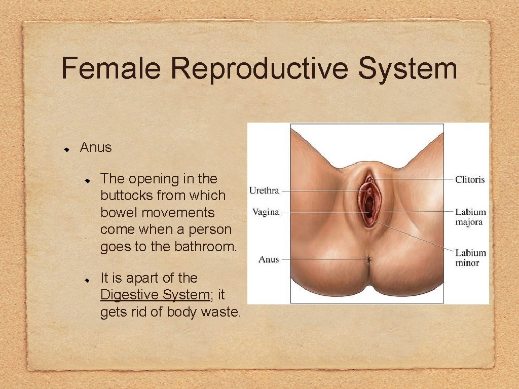 Female Reproductive System Anus The opening in the buttocks from which bowel movements come
