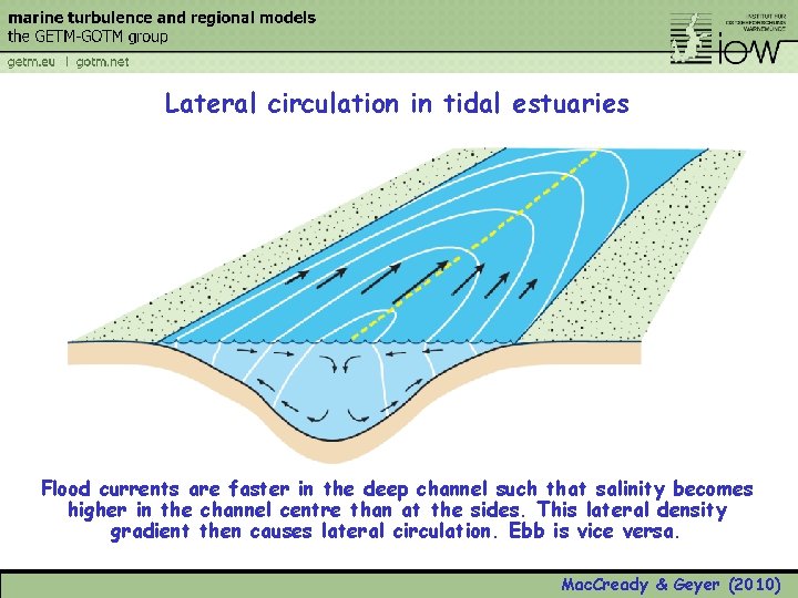 Lateral circulation in tidal estuaries Flood currents are faster in the deep channel such