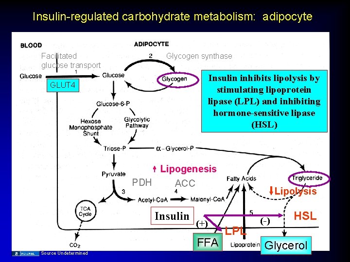 Insulin-regulated carbohydrate metabolism: adipocyte Glycogen synthase Facilitated glucose transport Insulin inhibits lipolysis by stimulating