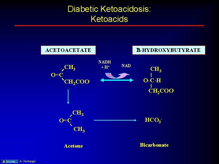 Diabetic Ketoacidosis: Ketoacids B-HYDROXYBUTYRATE ACETOACETATE CH 3 O=C CH 2 COO- NADH + H+