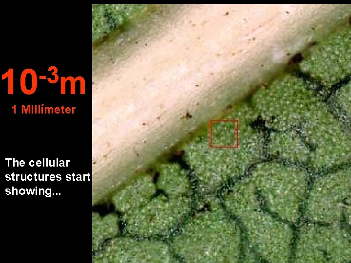 -3 10 m 1 Millímeter The cellular structures start showing. . . 
