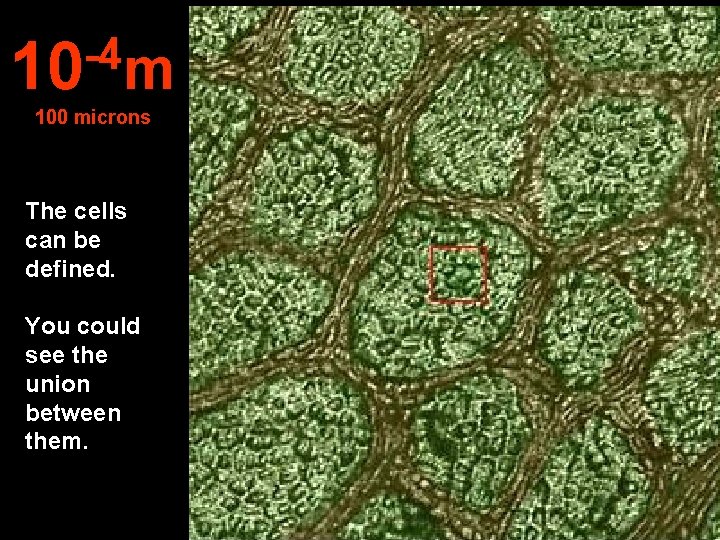 -4 10 m 100 microns The cells can be defined. You could see the