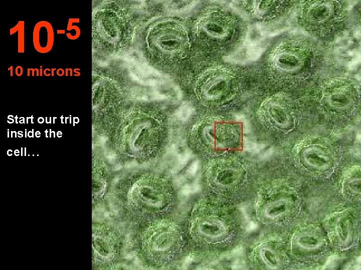 -5 10 10 microns Start our trip inside the cell. . . 