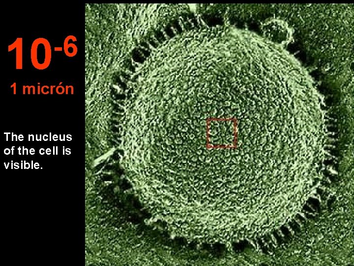 -6 10 1 micrón The nucleus of the cell is visible. 