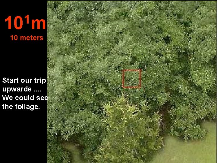 1 10 meters Start our trip upwards. . We could see the foliage. 