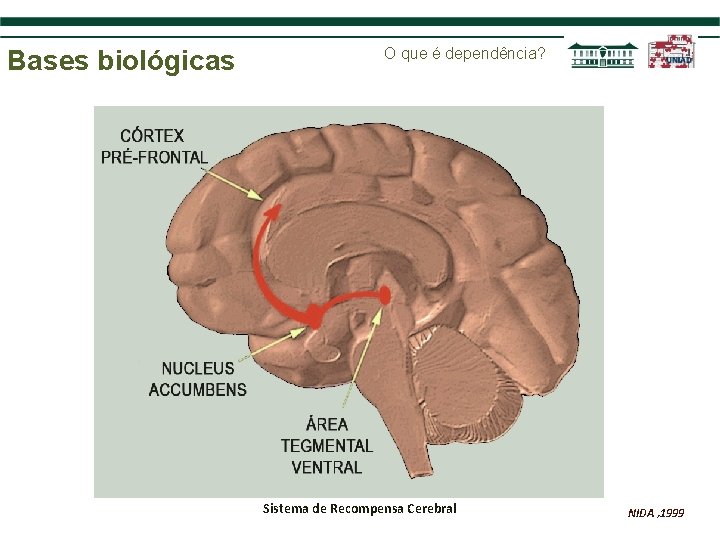 Bases biológicas O que é dependência? Sistema de Recompensa Cerebral NIDA , 1999 
