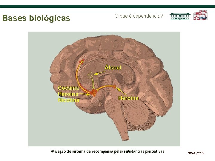 Bases biológicas O que é dependência? Ativação do sistema de recompensa pelas substâncias psicoativas