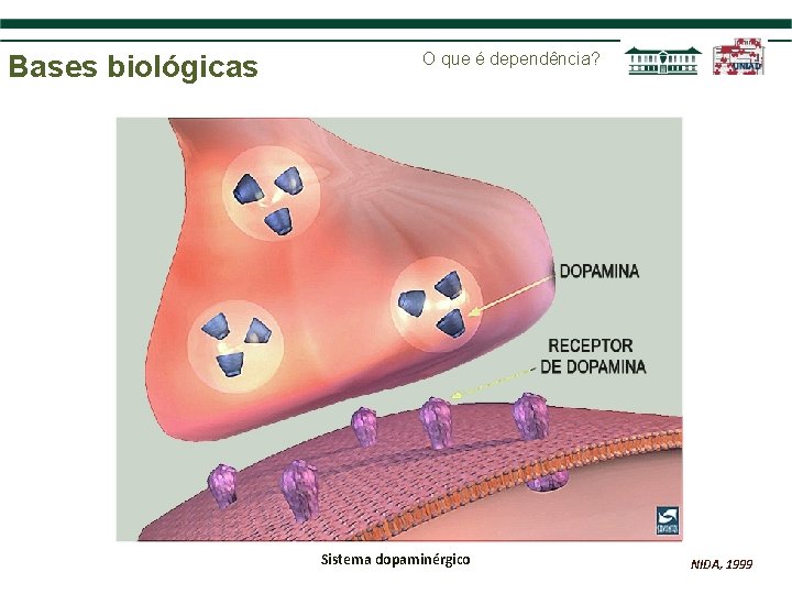 Bases biológicas O que é dependência? Sistema dopaminérgico NIDA, 1999 