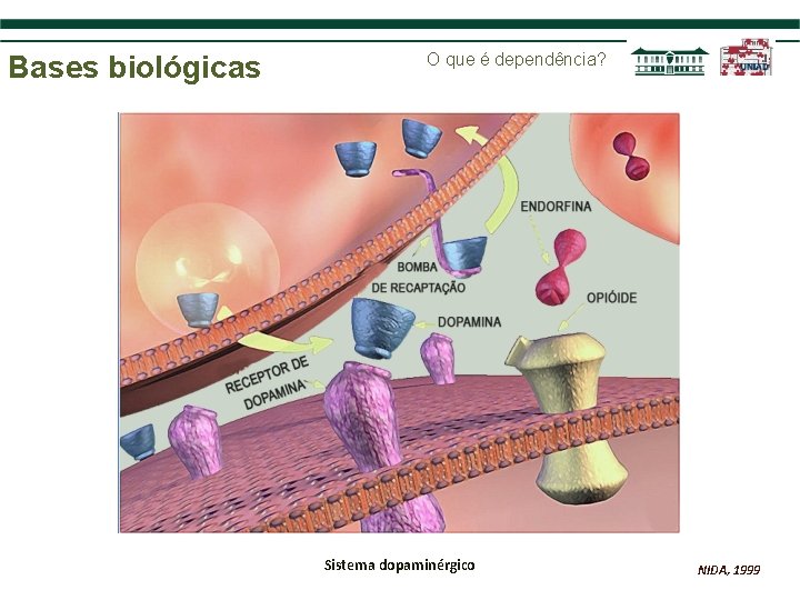 Bases biológicas O que é dependência? Sistema dopaminérgico NIDA, 1999 