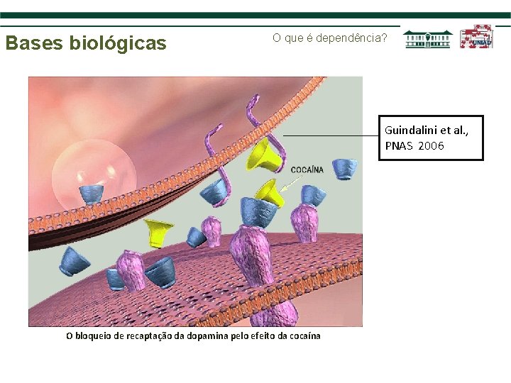 Bases biológicas O que é dependência? Guindalini et al. , PNAS 2006 O bloqueio