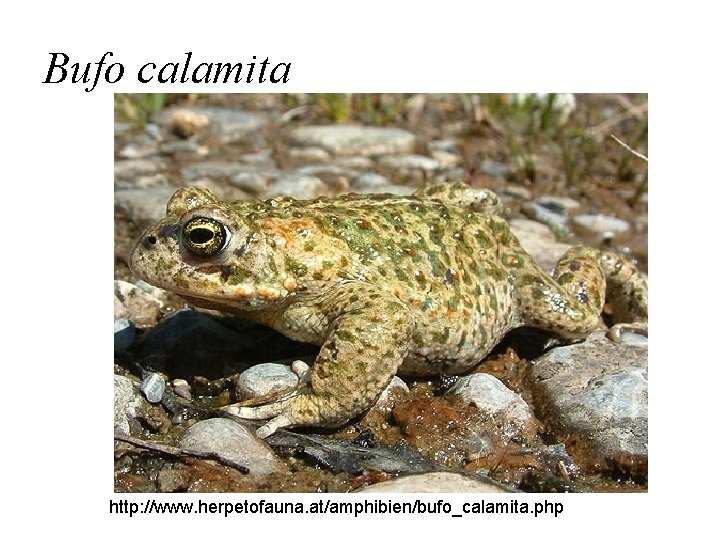 Bufo calamita http: //www. herpetofauna. at/amphibien/bufo_calamita. php 