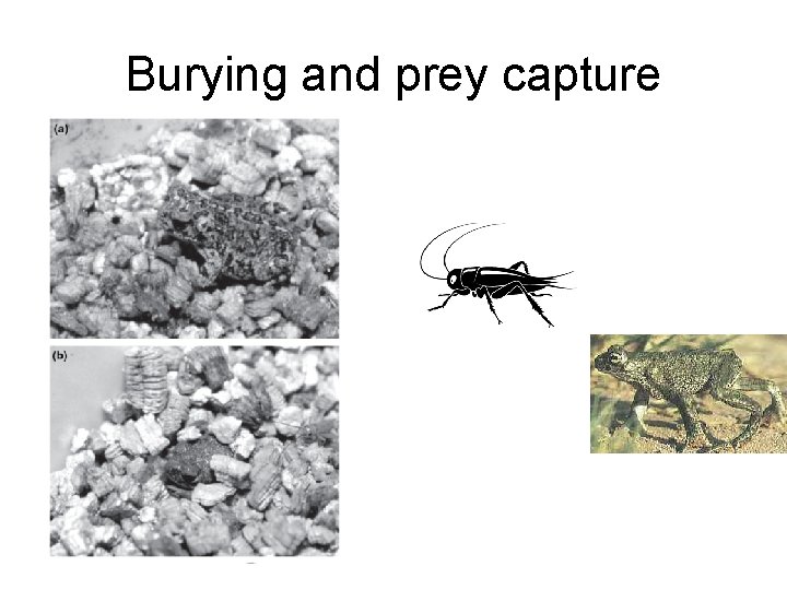 Burying and prey capture 