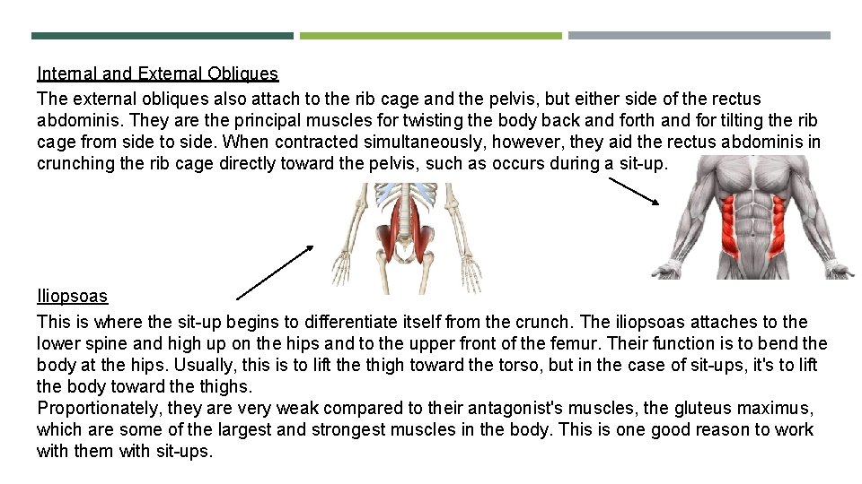 Internal and External Obliques The external obliques also attach to the rib cage and