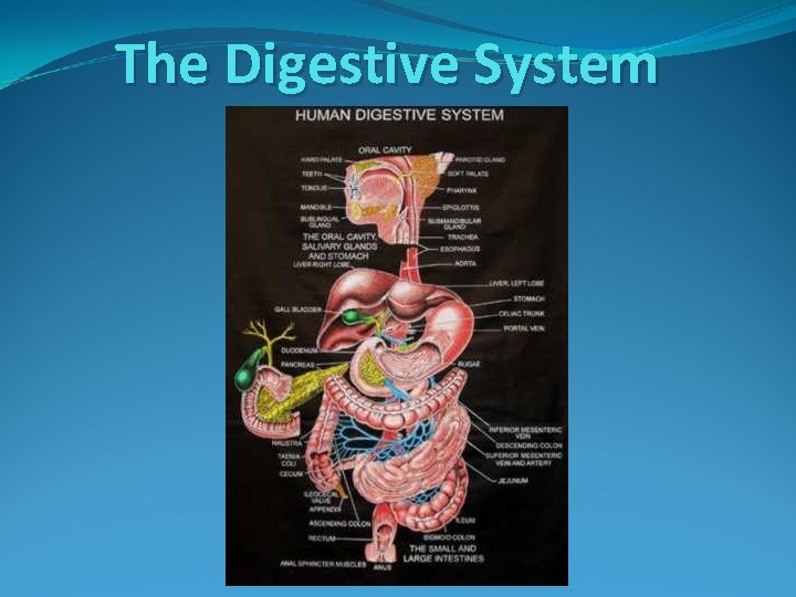 The Digestive System The Digestive System