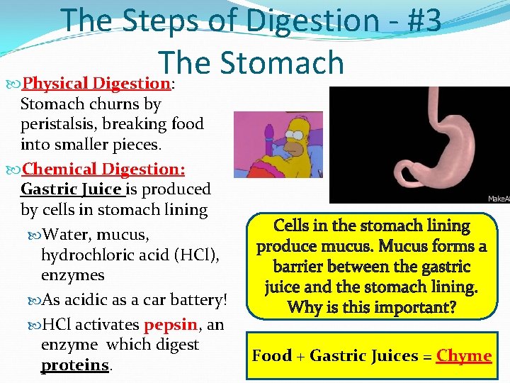 The Steps of Digestion - #3 The Stomach Physical Digestion: Stomach churns by peristalsis, The Steps of Digestion - #3 The Stomach Physical Digestion: Stomach churns by peristalsis,