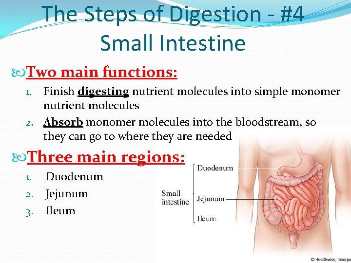 The Steps of Digestion - #4 Small Intestine Two main functions: Finish digesting nutrient The Steps of Digestion - #4 Small Intestine Two main functions: Finish digesting nutrient