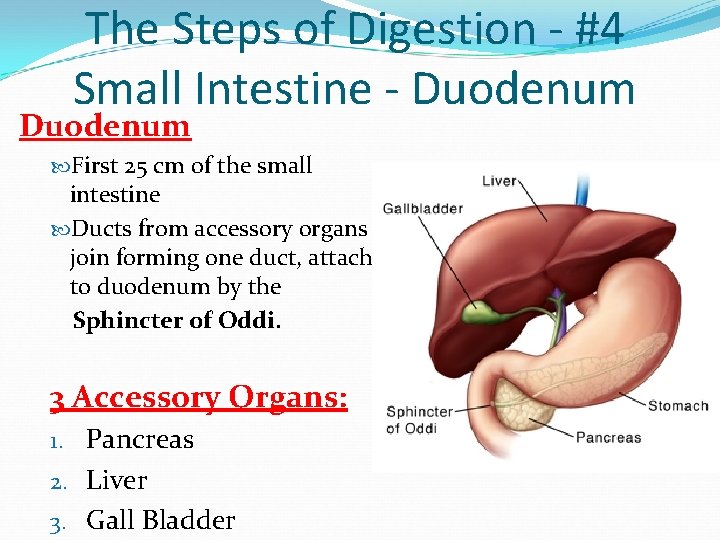 The Steps of Digestion - #4 Small Intestine - Duodenum First 25 cm of The Steps of Digestion - #4 Small Intestine - Duodenum First 25 cm of