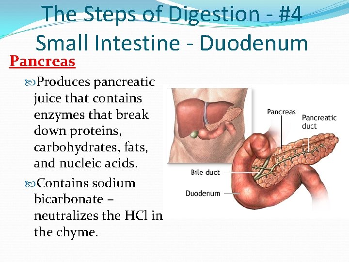 The Steps of Digestion - #4 Small Intestine - Duodenum Pancreas Produces pancreatic juice The Steps of Digestion - #4 Small Intestine - Duodenum Pancreas Produces pancreatic juice