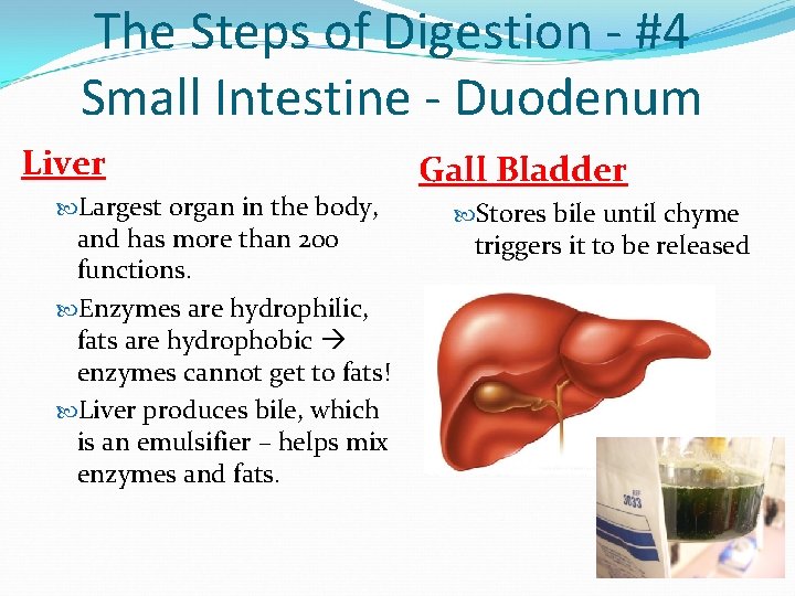 The Steps of Digestion - #4 Small Intestine - Duodenum Liver Largest organ in The Steps of Digestion - #4 Small Intestine - Duodenum Liver Largest organ in