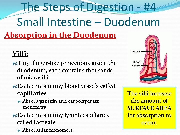 The Steps of Digestion - #4 Small Intestine – Duodenum Absorption in the Duodenum The Steps of Digestion - #4 Small Intestine – Duodenum Absorption in the Duodenum
