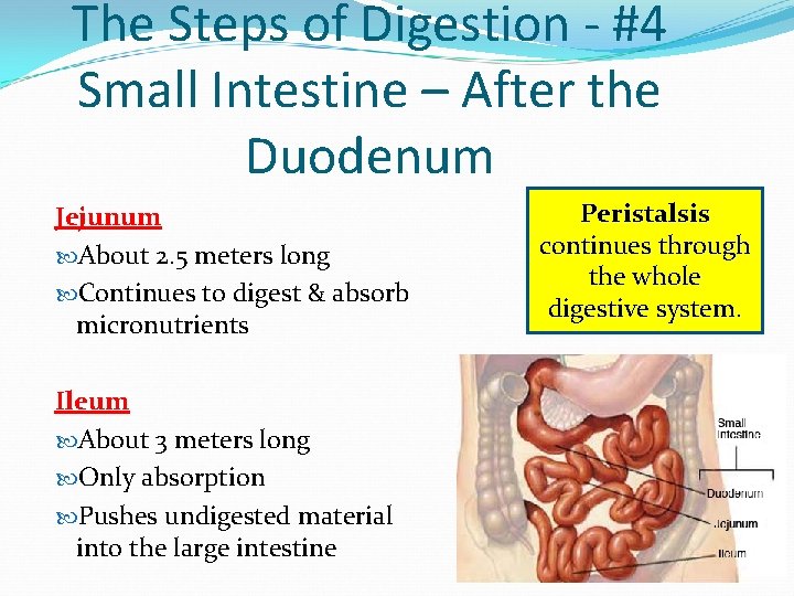 The Steps of Digestion - #4 Small Intestine – After the Duodenum Jejunum About The Steps of Digestion - #4 Small Intestine – After the Duodenum Jejunum About