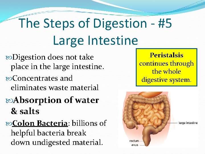 The Steps of Digestion - #5 Large Intestine Digestion does not take place in The Steps of Digestion - #5 Large Intestine Digestion does not take place in