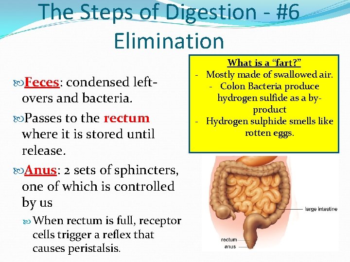 The Steps of Digestion - #6 Elimination Feces: condensed left- overs and bacteria. Passes The Steps of Digestion - #6 Elimination Feces: condensed left- overs and bacteria. Passes