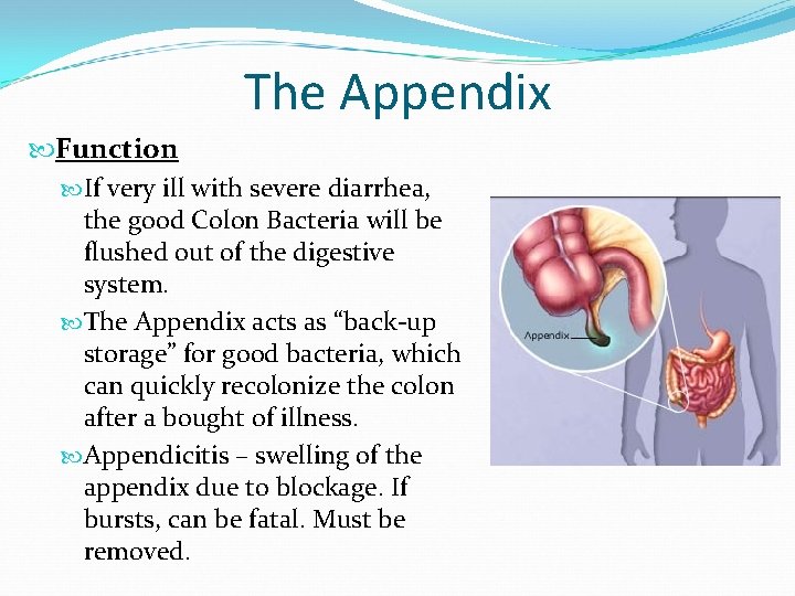 The Appendix Function If very ill with severe diarrhea, the good Colon Bacteria will The Appendix Function If very ill with severe diarrhea, the good Colon Bacteria will