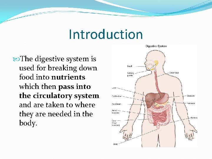 Introduction The digestive system is used for breaking down food into nutrients which then Introduction The digestive system is used for breaking down food into nutrients which then