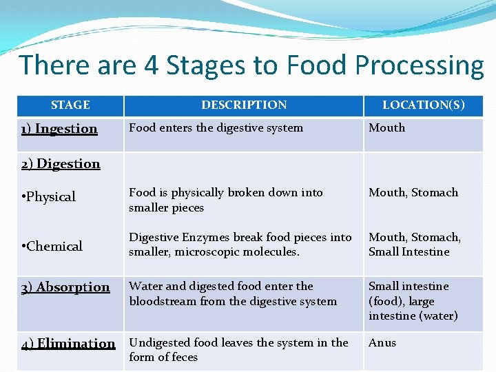 There are 4 Stages to Food Processing STAGE 1) Ingestion DESCRIPTION LOCATION(S) Food enters There are 4 Stages to Food Processing STAGE 1) Ingestion DESCRIPTION LOCATION(S) Food enters