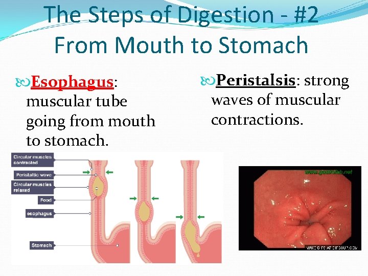 The Steps of Digestion - #2 From Mouth to Stomach Esophagus: muscular tube going The Steps of Digestion - #2 From Mouth to Stomach Esophagus: muscular tube going