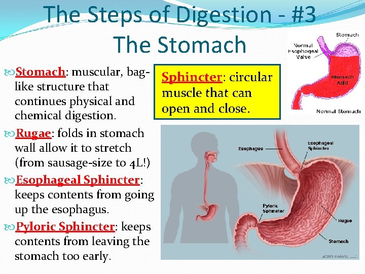 The Steps of Digestion - #3 The Stomach: muscular, bag- Sphincter: circular like structure The Steps of Digestion - #3 The Stomach: muscular, bag- Sphincter: circular like structure
