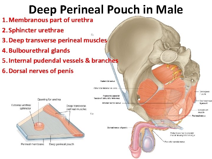 Deep Perineal Pouch in Male 1. Membranous part of urethra 2. Sphincter urethrae 3.