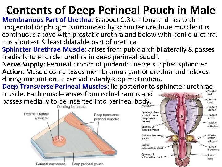 Contents of Deep Perineal Pouch in Male Membranous Part of Urethra: is about 1.