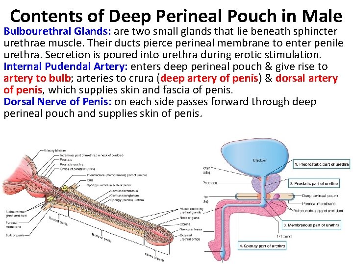 Contents of Deep Perineal Pouch in Male Bulbourethral Glands: are two small glands that