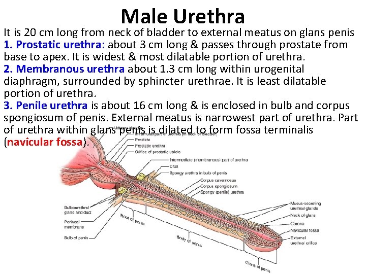 Male Urethra It is 20 cm long from neck of bladder to external meatus