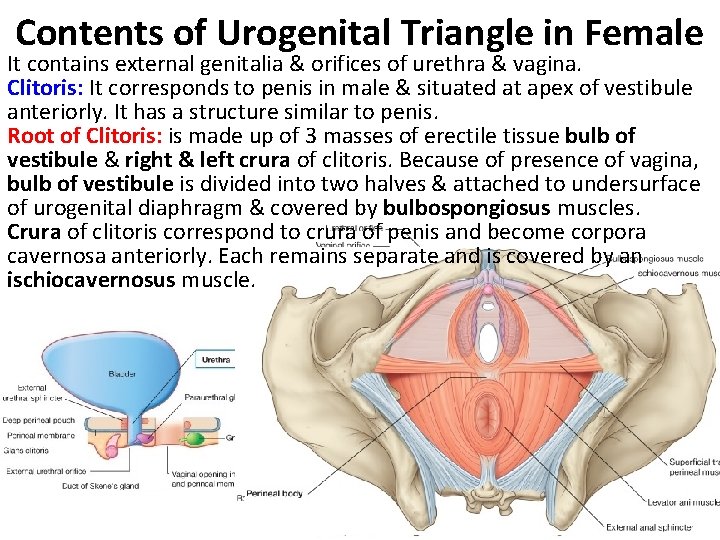 Contents of Urogenital Triangle in Female It contains external genitalia & orifices of urethra