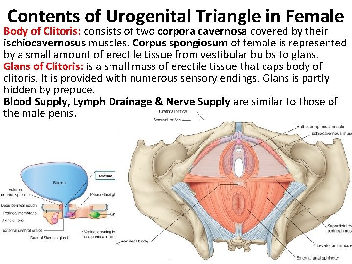 Contents of Urogenital Triangle in Female Body of Clitoris: consists of two corpora cavernosa