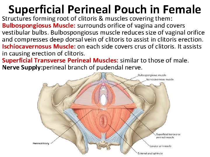 Superficial Perineal Pouch in Female Structures forming root of clitoris & muscles covering them: