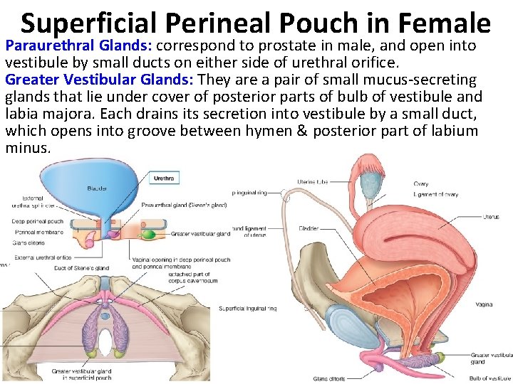 Superficial Perineal Pouch in Female Paraurethral Glands: correspond to prostate in male, and open