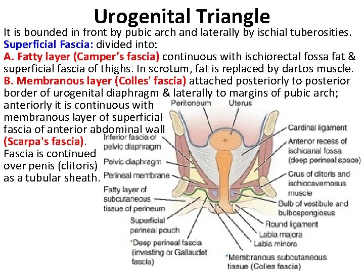 Urogenital Triangle It is bounded in front by pubic arch and laterally by ischial