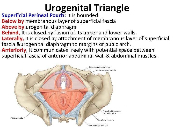 Urogenital Triangle Superficial Perineal Pouch: It is bounded Below by membranous layer of superficial