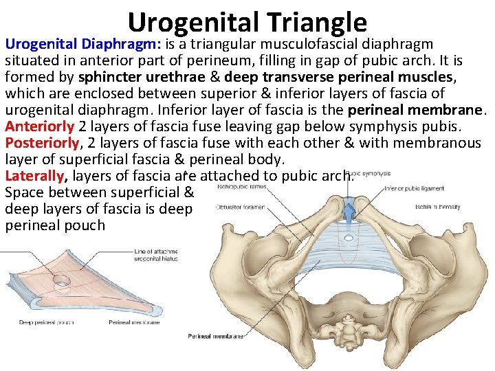 Urogenital Triangle Urogenital Diaphragm: is a triangular musculofascial diaphragm situated in anterior part of